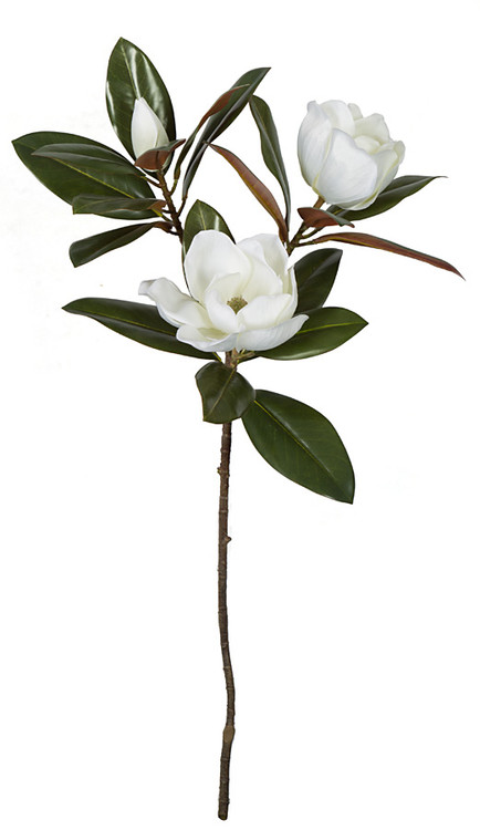35 Inch Large Flowering Magnolia Stem | Autograph Foliages