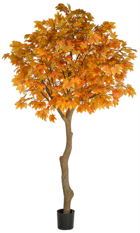 10.5 Foot Large Sugar Maple Tree in Orange or Green Colors