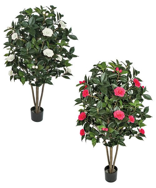 Flowering Camellia Trees on Natural Wood | 3' or 5' Tall