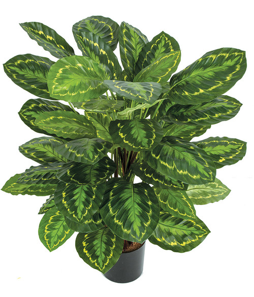 dracaena surculosa lindl Dracaena surculosa 'Lindl' – Secret Garden Plant Shop main image 0