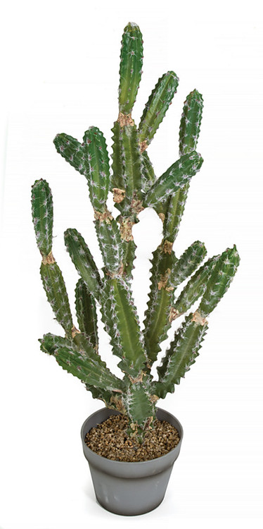 pianta cactus #EC09 Trichocereus "Jiimz Four Rib Wind Bridgesii Cactus Specimens