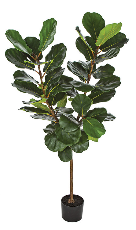 baumfreund philodendron xanadu Philodendron Xanadu XL  vielgrn