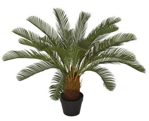 crug farm plants Zingiber mioga Crug's Zing main image 1