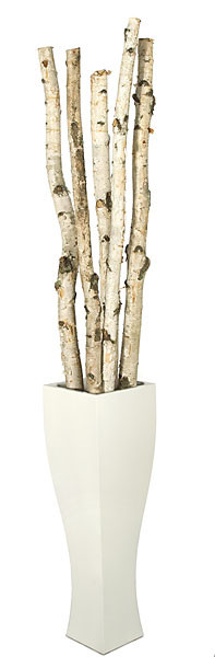 Birch Pole 1-2" Diameter, 8' Tall - Potomac Floral Wholesale