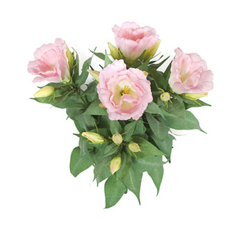 Pink with yellow center flowers image