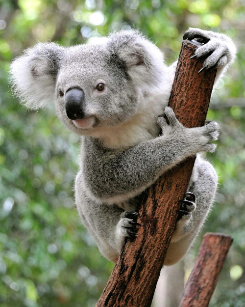 The Down Under Koala Special Edition