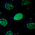 GearXXX Lilith Glow-in-the-Dark Guitar Pick – Purple Optical Field Series Fat J, 1/pc