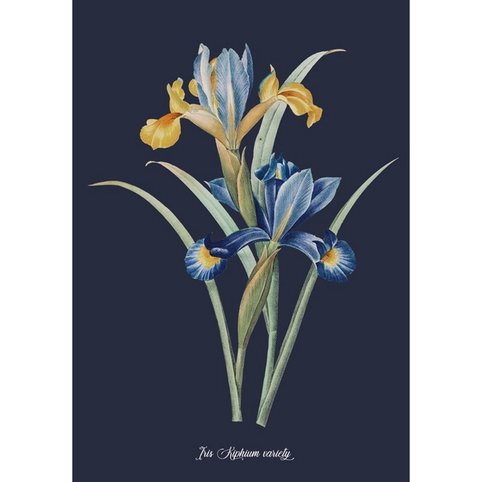 Glasshouse Iris Blue Wall Art