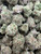 Baby Joker has bright lime-green flowers are accented by subtle purple hues and vibrant orange pistils, creating exceptional top-shelf bag appeal. Rich aromas of sweet cream, earthy gas, and subtle citrus blend into a smooth, flavorful smoke with hints of spice on the finish. Baby Joker delivers deeply relaxing, full-body effects paired with a calm, euphoric head high, making it an excellent choice for unwinding in the evening, easing stress, and enjoying a peaceful night's rest.