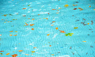Hazards that an unhygienic pool can cause Hazards that an unhygienic pool can cause
