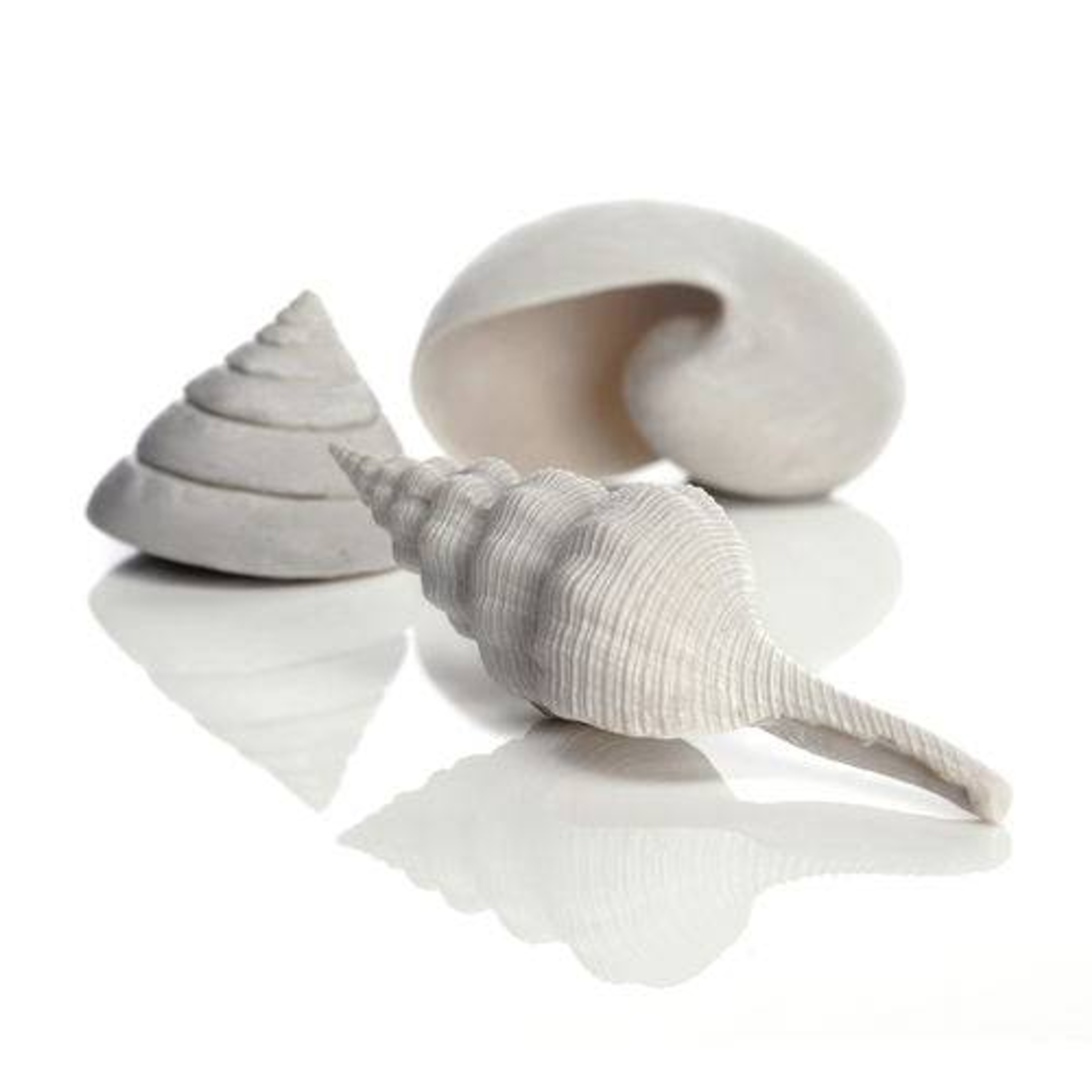 Oase biOrb Sea Shell Set of 3 White