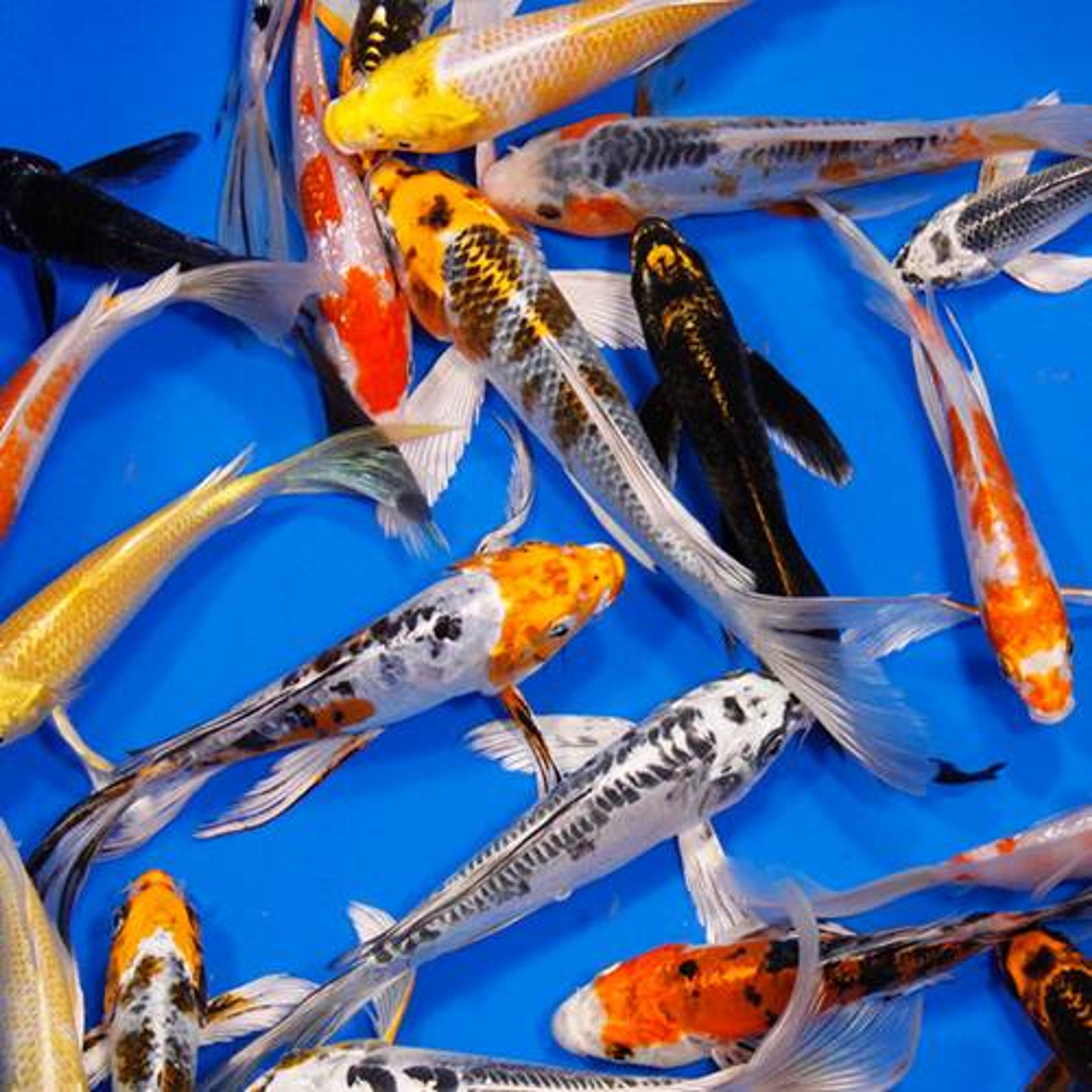Premium Grade Butterfly Koi 8-10 inches
