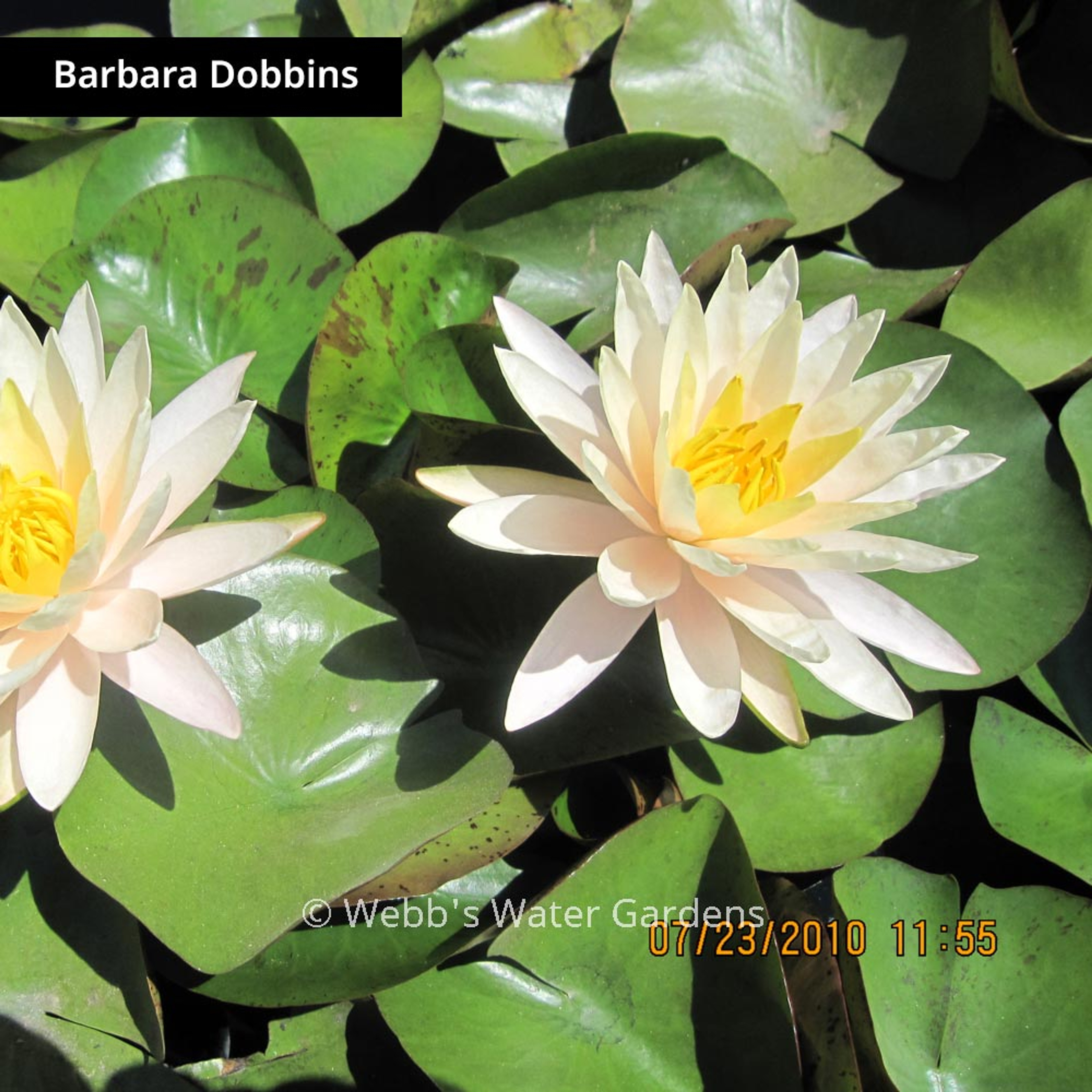 Yellow Hardy Lilies (Bare Root Plants)