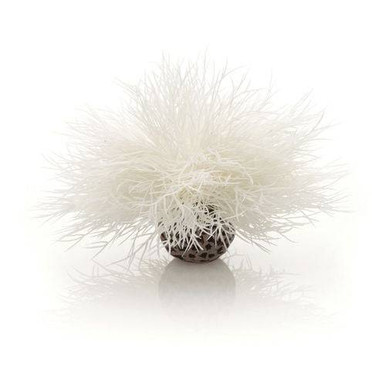 Oase biOrb Aquatic Sea Lily White