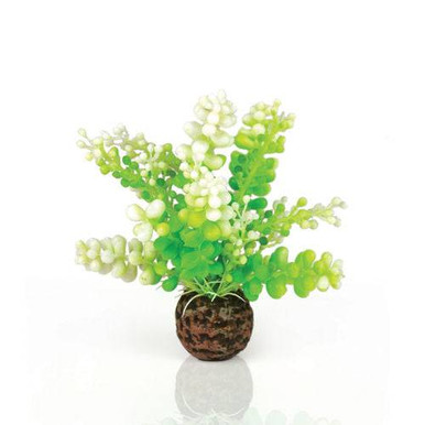 Oase biOrb Aquatic Caulerpa Green