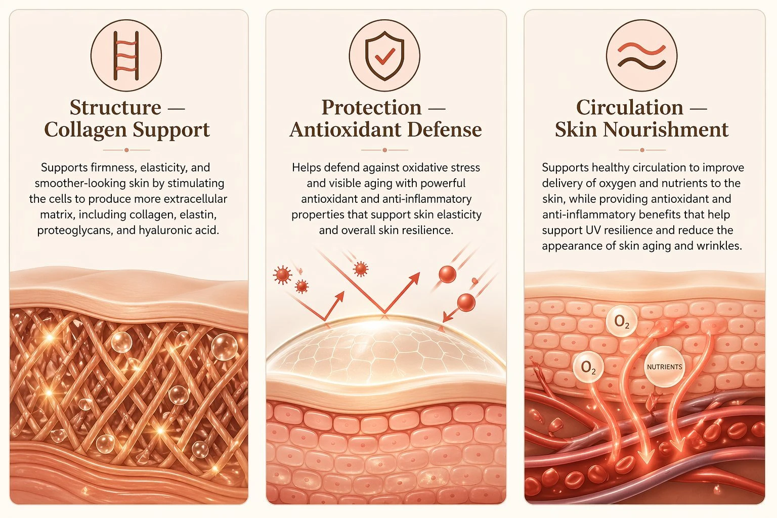 How Cacao Bella supports skin structure, antioxidant protection, and circulation