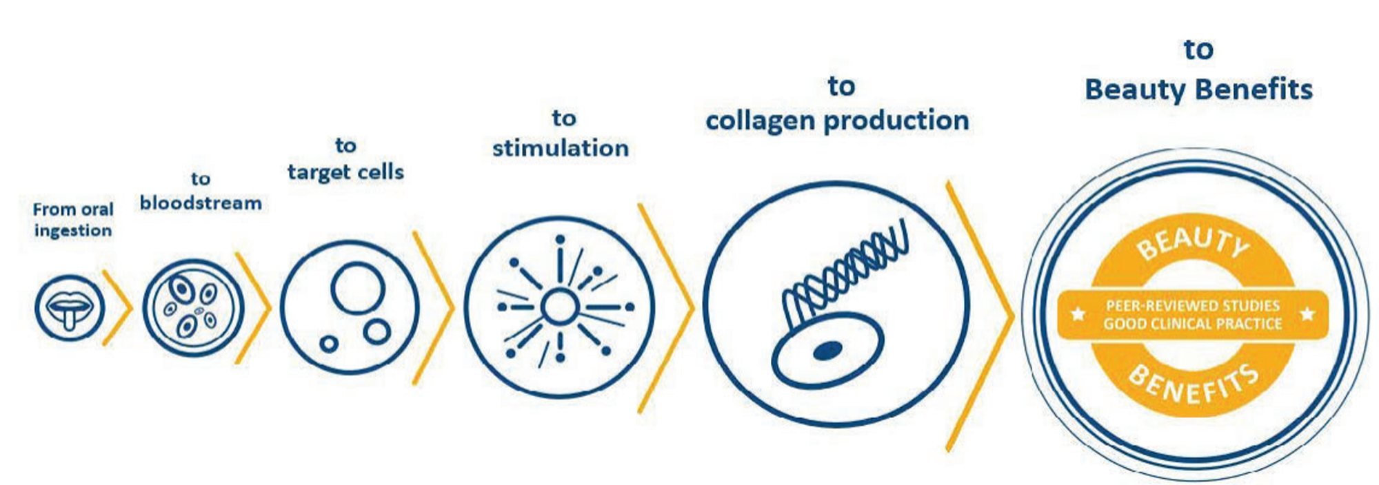 Cacao Bella™ Bioactive Collagen