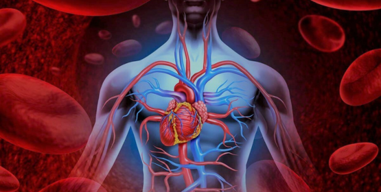 Cacao Bella™ Improved Blood Flow Circulation