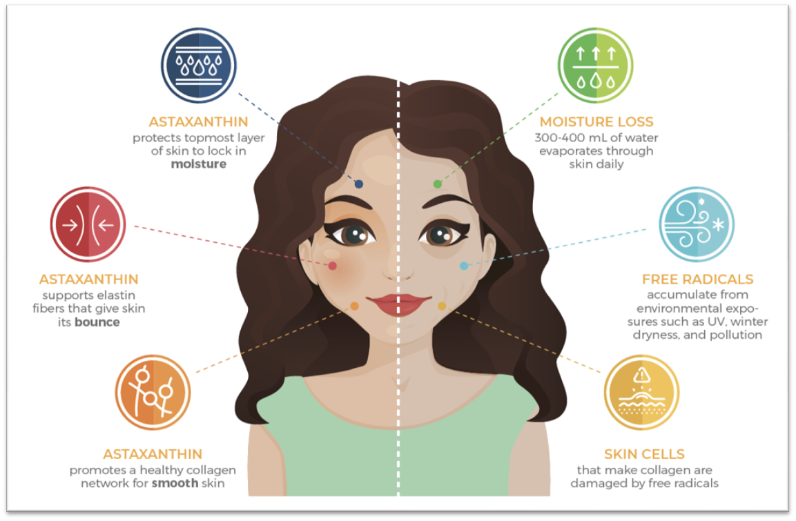 Cacao Bella™ Benefits for Your Skin