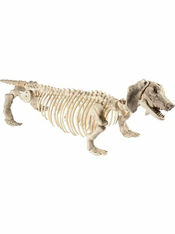 Daschund Dog Skeleton Prop Natural Museum Animal Fancy Dress Accessory Prop