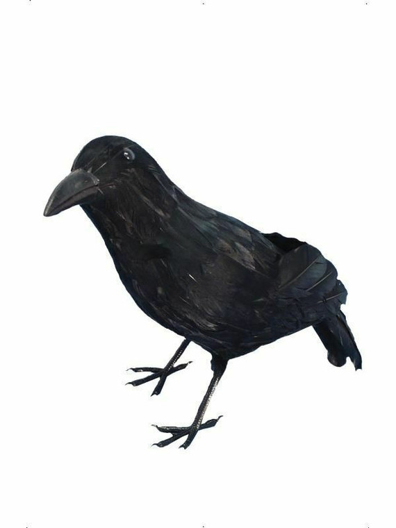 Crow Black Feathered Halloween Field Bird Fancy Dress Accessory Prop