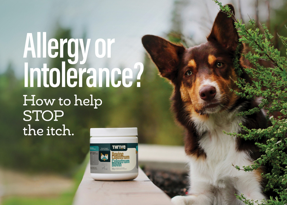 Allergy Or Intolerance? Allergy Or Intolerance?