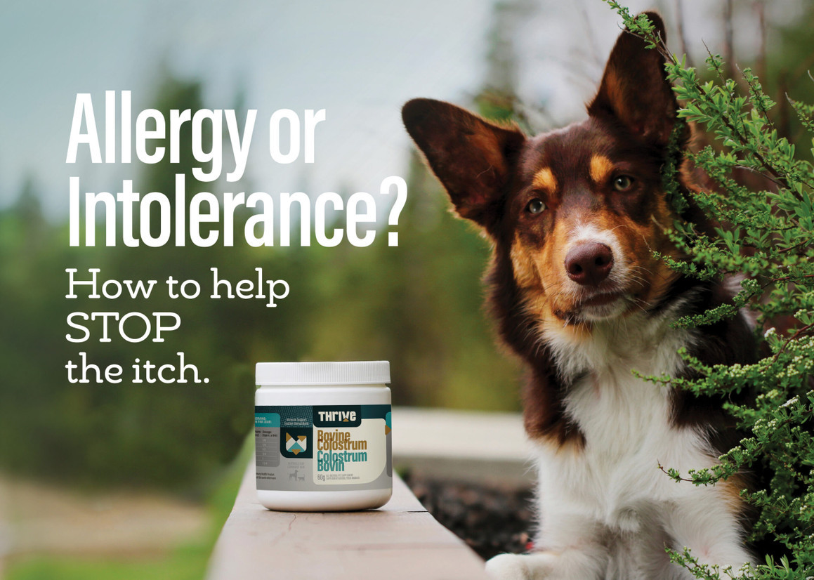 Allergy or Intolerance? How to help stop the itch.