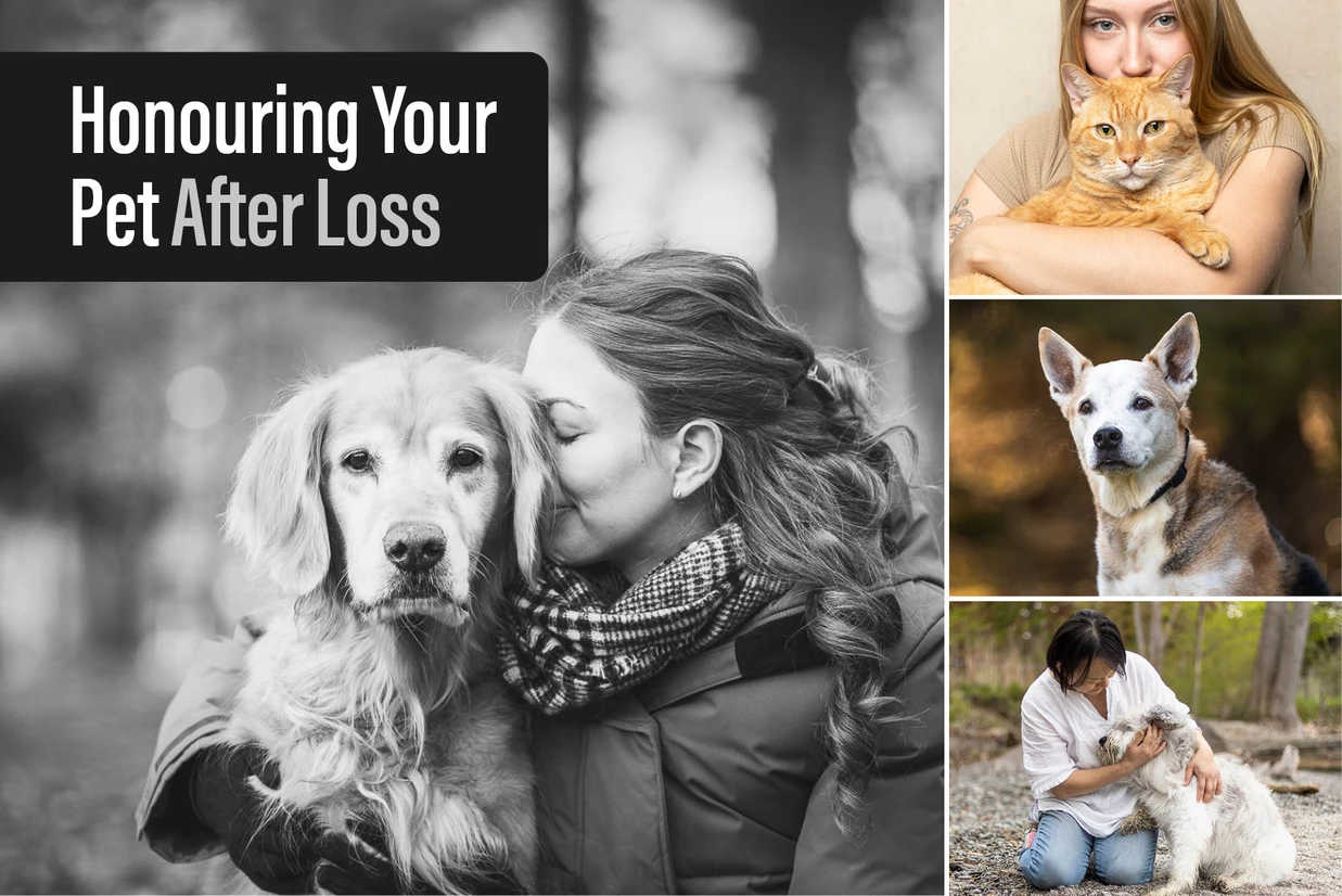 Honouring Your Pet After Loss
