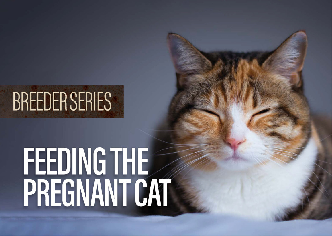 L'alimentation de la chatte enceinte L'alimentation de la chatte enceinte