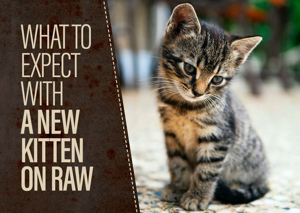 New Kitten? We Can Help With That! 