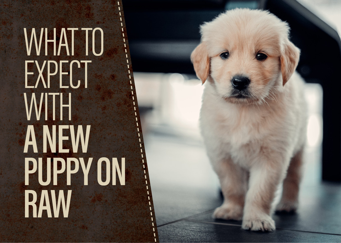 New Puppy? We Can Help With That! New Puppy? We Can Help With That!