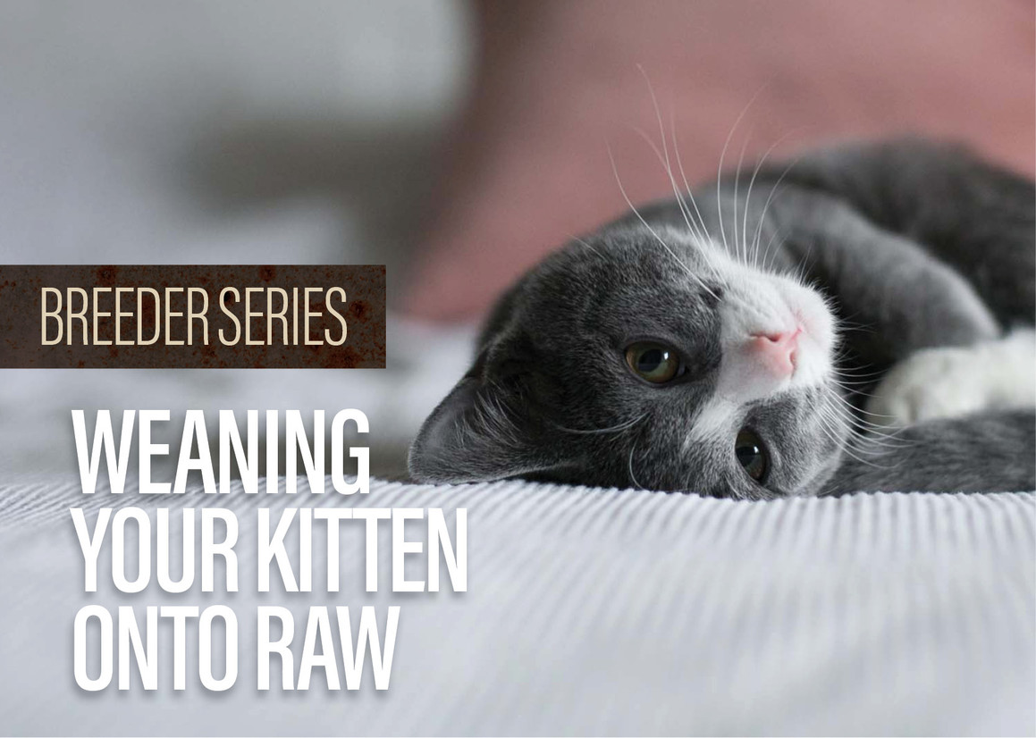 Weaning Kittens Onto A Raw Diet Weaning Kittens Onto A Raw Diet