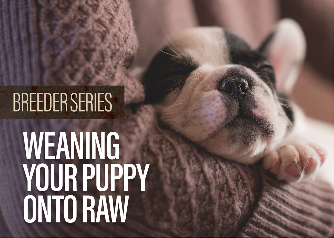 Weaning Puppies Onto A Raw Diet Weaning Puppies Onto A Raw Diet