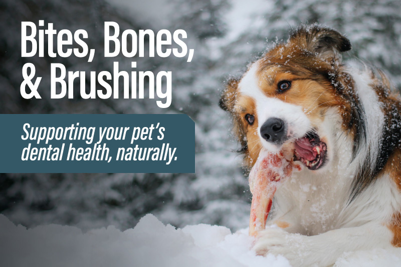Bites, Bones, & Brushing