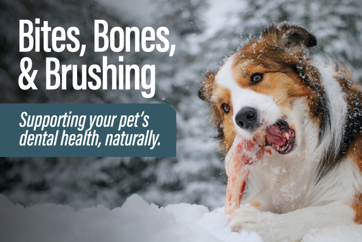 Bites, Bones, & Brushing Bites, Bones, & Brushing