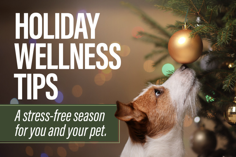Holiday Wellness Tips: A stress-free season for you and your pet