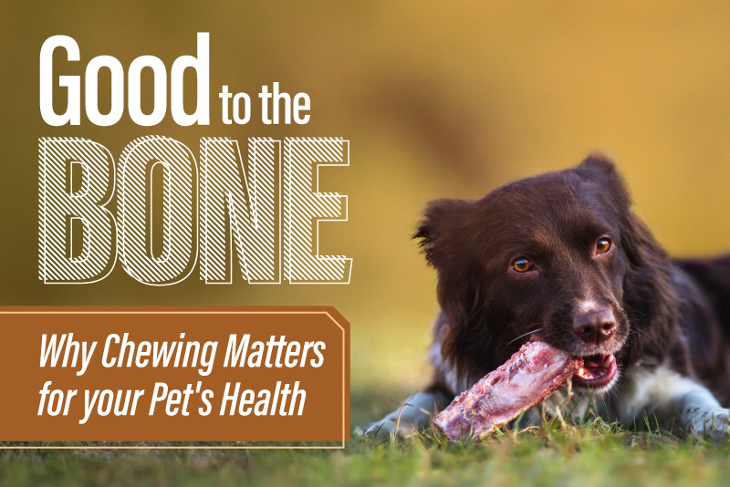 Good to the Bone: Why Chewing Matters for Your Pet’s Health