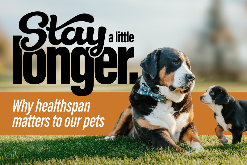 Stay a Little Longer: Why Healthspan Matters for Our Pets 