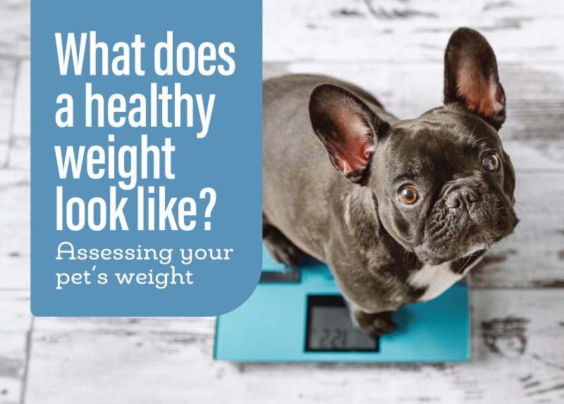 What Does A Healthy Weight Look Like?