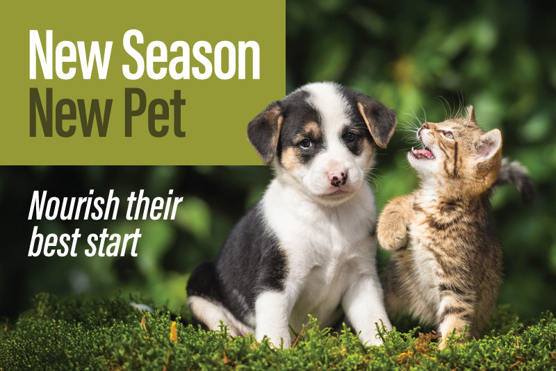 New Season, New Pet
