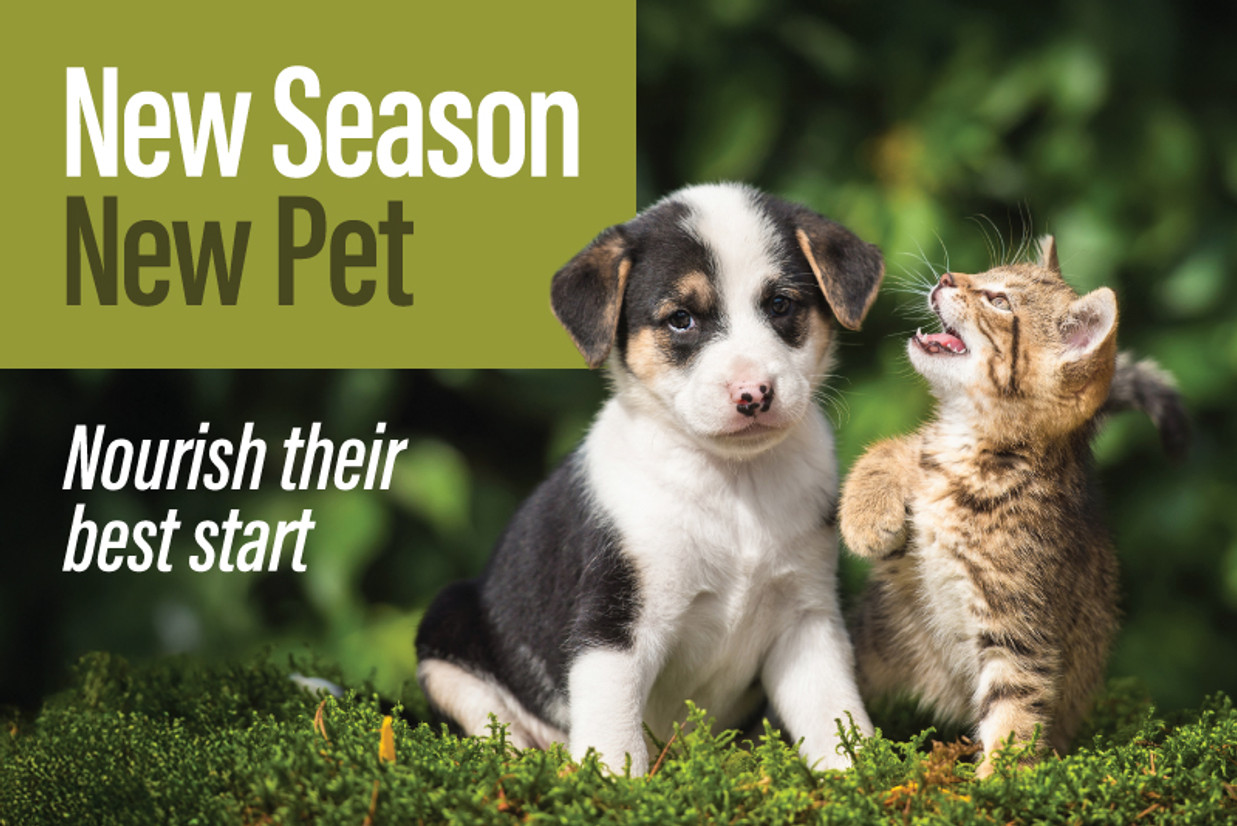 New Season, New Pet New Season, New Pet