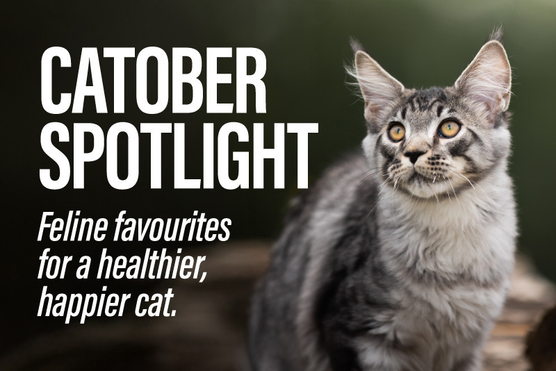 Catober Spotlight: Feline Favourites for a Healthier, Happier Cat 