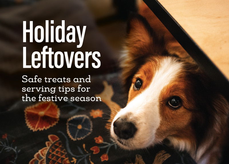 Holiday Treats for Your Pet: Safe Foods, Cautions, and Festive Fun! 