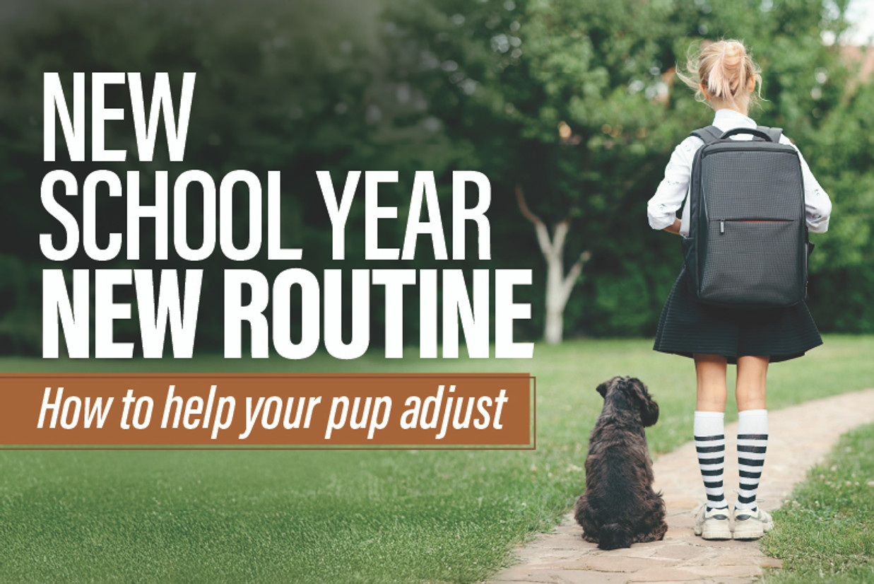New School Year, New Routine New School Year, New Routine