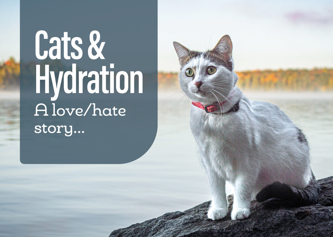 Cats & Hydration – A Love / Hate Story
