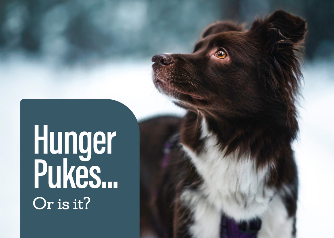 Hunger Pukes Explained Hunger Pukes Explained