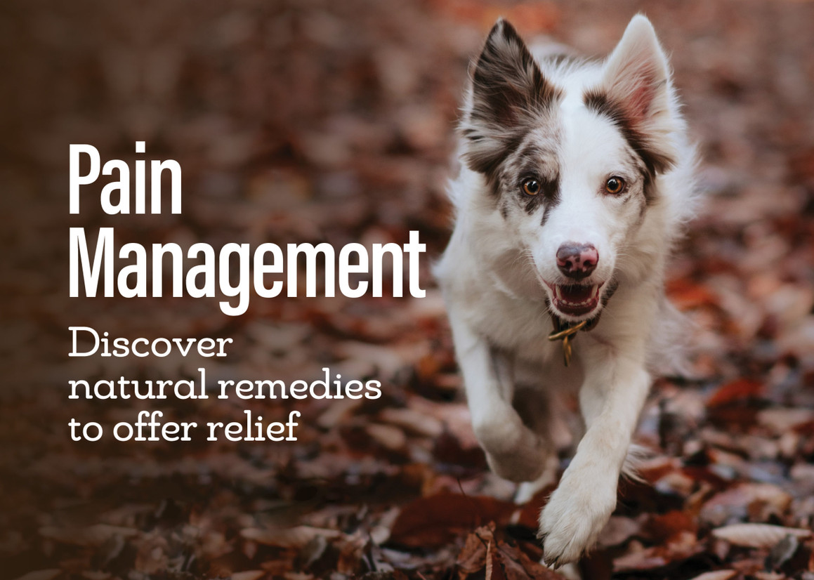 Pain Management
