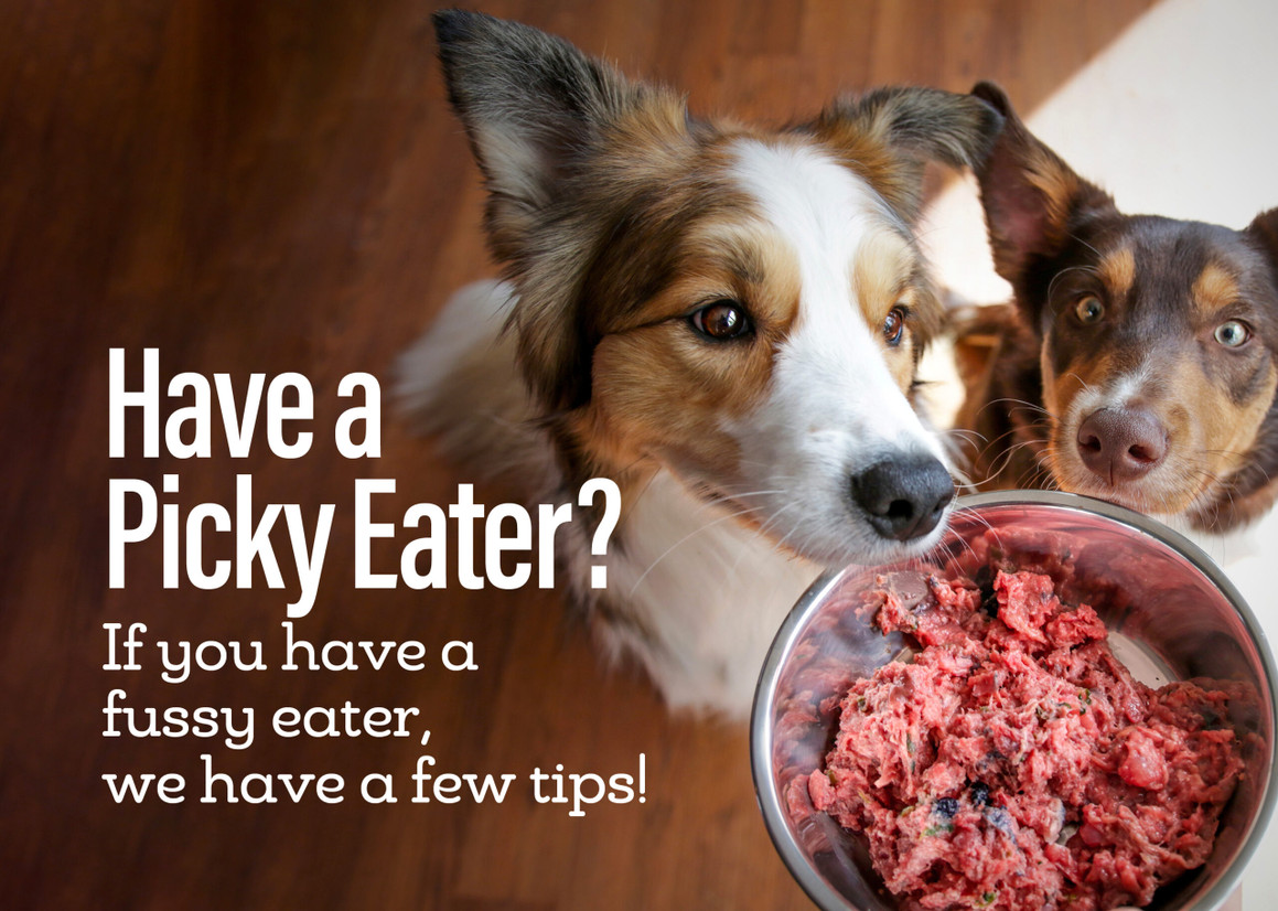 picky dog eater food