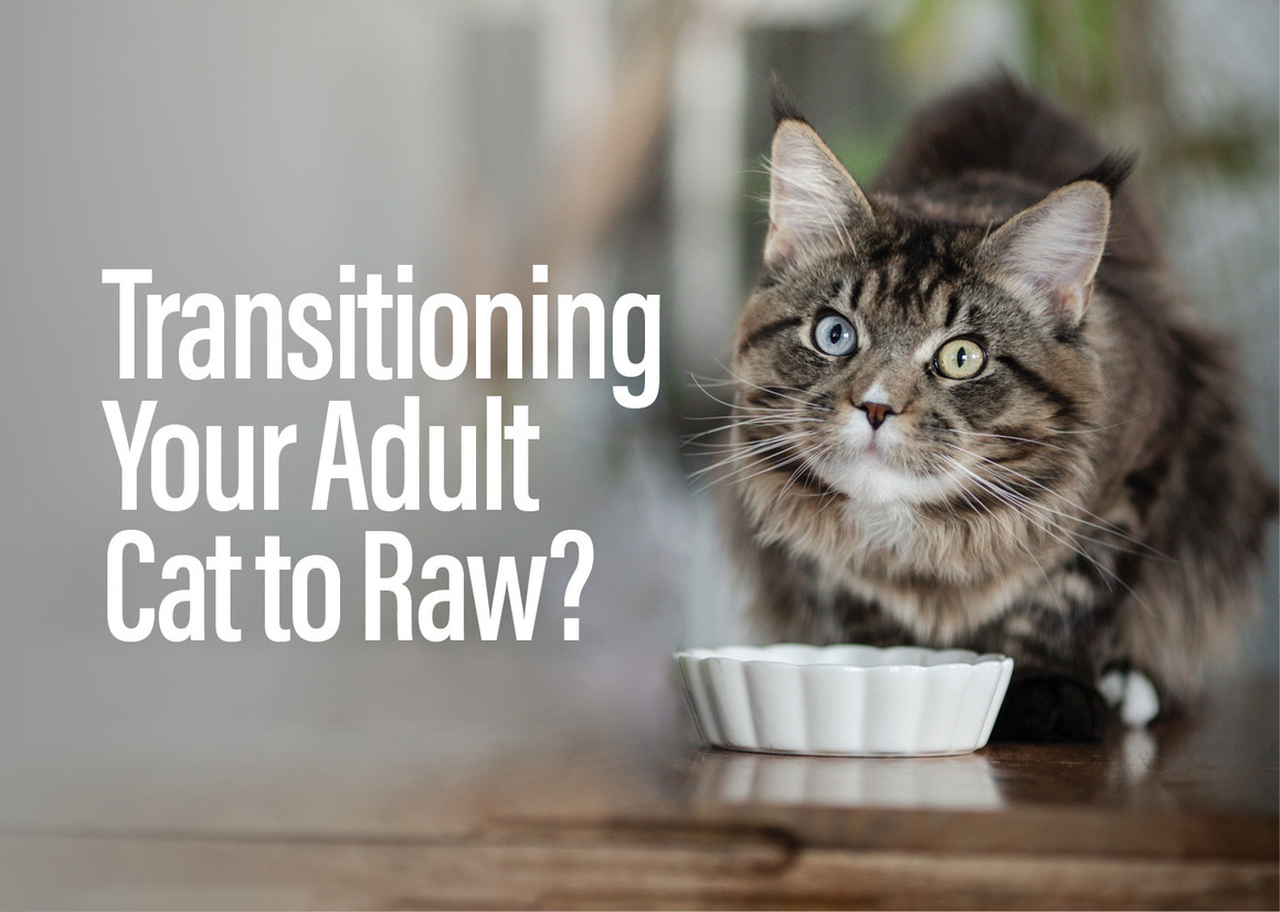 Tips for Transitioning Your Adult Cat to Raw Tips for Transitioning Your Adult Cat to Raw