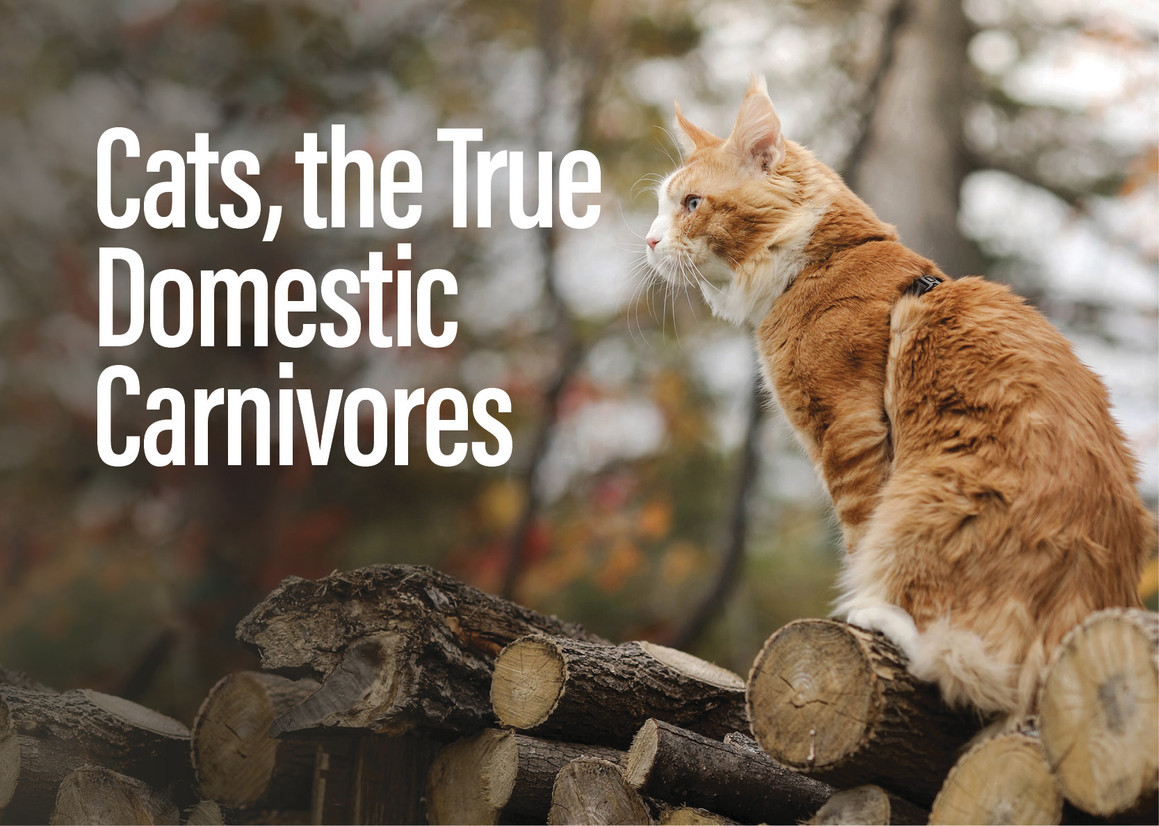 Cats, True Domestic Carnivores 